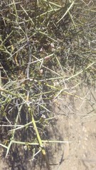 Menodora spinescens mohavensis