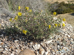 Helianthemum motae