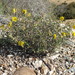 Helianthemum motae - Photo (c) Juan Bautista Vera Perez, some rights reserved (CC BY-NC), uploaded by Juan Bautista Vera Perez