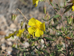 Helianthemum motae