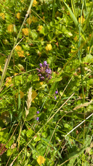 Prunella vulgaris