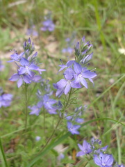 Veronica teucrium