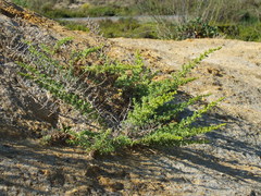 Salsola papillosa