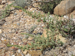 Salsola papillosa