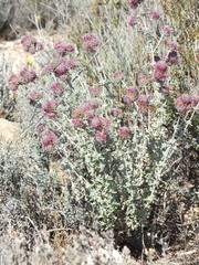Teucrium lanigerum