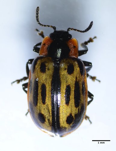 Chrysomela confluens photo 2