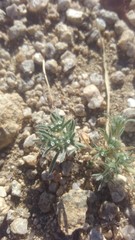 Eremocarya micrantha