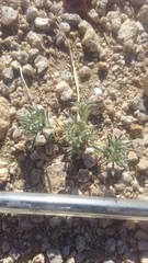 Eremocarya micrantha