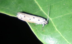 Ethmia heptasema