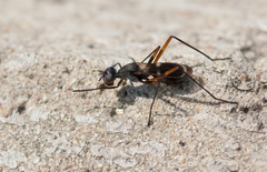 Taeniaptera trivittata