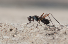 Taeniaptera trivittata