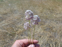 Allium lineare