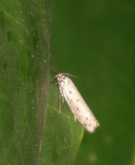 Ethmia heptasema