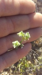 Cryptantha pterocarya