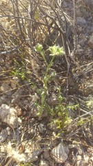 Cryptantha pterocarya