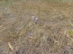 Allium lineare