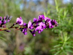 Hardenbergia