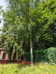 Betula pendula