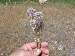 Allium lineare