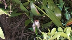 Microcebus jollyae