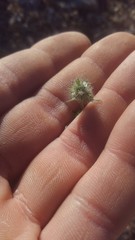 Cryptantha nevadensis