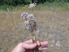 Allium lineare