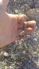 Cryptantha nevadensis