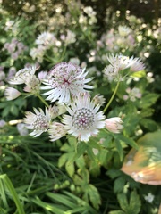 Astrantia