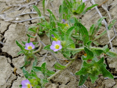Convolvulus humilis
