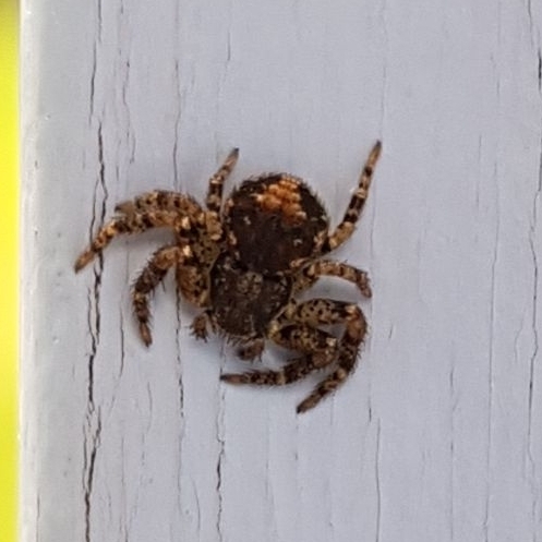 Semi-social Crab Spider