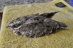 Caprimulgus ruficollis