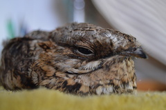 Caprimulgus ruficollis