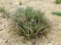 Frankenia thymifolia