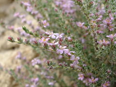 Frankenia thymifolia