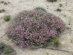 Frankenia thymifolia