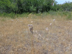 Allium lineare