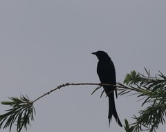 Dicrurus macrocercus