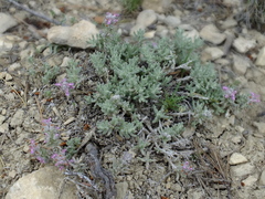Teucrium gnaphalodes