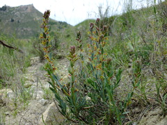 Thymelaea pubescens