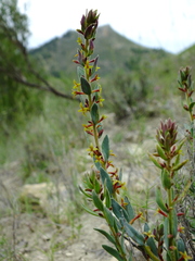 Thymelaea pubescens
