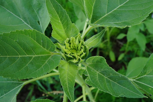 Suncokret (Helianthus annuus)
