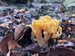 Ramaria capitata ochraceosalmonicolor