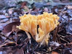 Ramaria capitata ochraceosalmonicolor