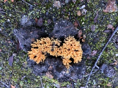 Ramaria capitata ochraceosalmonicolor