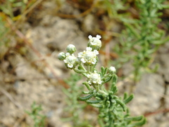 Achillea santolinoides