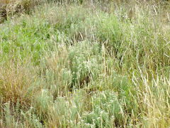 Achillea santolinoides