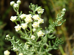 Achillea santolinoides