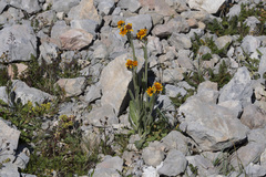 Tephroseris integrifolia