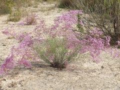 Limonium caesium