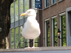 Larus argentatus